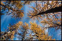 Looking up alpine larch in autumn, North Cascades National Park.  ( color)