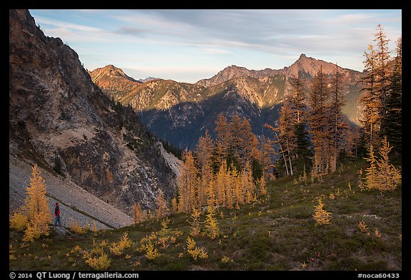 Alpine larch and mountains at sunset, Easy Pass, North Cascades National Park. Washington, USA.
