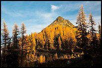 Subalpine larch at sunset, Easy Pass, North Cascades National Park.  ( color)
