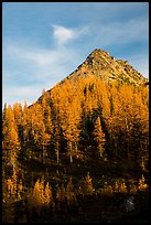 Alpine larch and peak at sunset, Easy Pass, North Cascades National Park. Washington, USA.