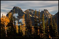 Fisher Peak trees at sunset, North Cascades National Park.  ( color)