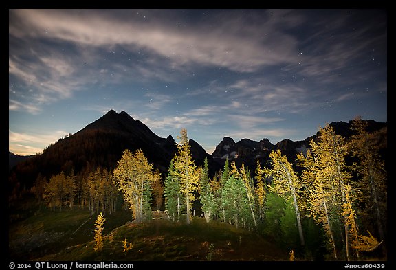 Larch trees and mountains from Easy Pass at night, North Cascades National Park. Washington, USA.
