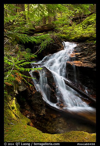 Creek cascading in forest, North Cascades National Park Service Complex.  (color)