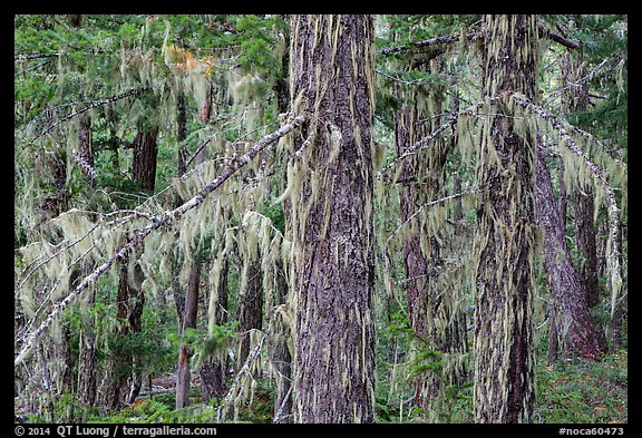 Epiphytic moss on trees, Lake Ross trail, North Cascades National Park Service Complex. Washington, USA.