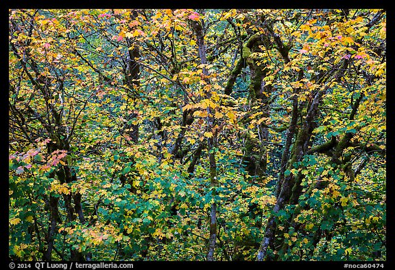 Close-up of trees in fall foliage, Thunder Creek, North Cascades National Park Service Complex. Washington, USA.