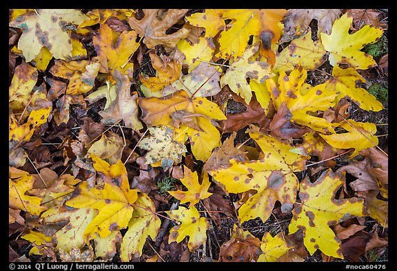 Close-up of fallen leaves, North Cascades National Park Service Complex.  (color)