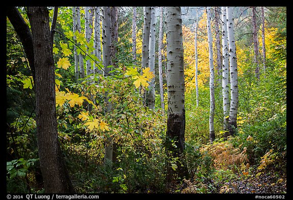 Aspen in autumn, North Cascades National Park. Washington, USA.