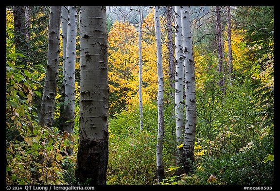 Aspen trunks and autumn colors, North Cascades National Park. Washington, USA.