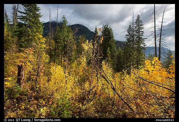 Fall colors and McGregor Mountain, North Cascades National Park. Washington, USA.