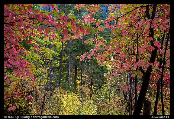 Autumn foliage along Agnes Gorge trail, North Cascades National Park. Washington, USA.