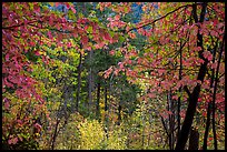 Autumn foliage along Agnes Gorge trail, North Cascades National Park.  ( color)