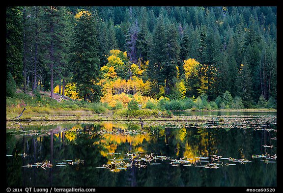 Autumn foliage reflected in Coon Lake, North Cascades National Park Service Complex.  (color)