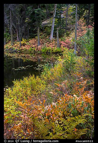 Shore in autumn, Coon Lake, North Cascades National Park Service Complex.  (color)
