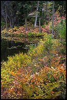 Shore in autumn, Coon Lake, North Cascades National Park Service Complex.  ( color)