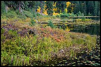 Lakeshore in autumn, Coon Lake, North Cascades National Park Service Complex. Washington, USA.