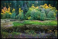 Pond in autumn, North Cascades National Park Service Complex.  ( color)