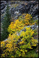 Vine maple in fall foliage against cliffs, North Cascades National Park Service Complex. Washington, USA.