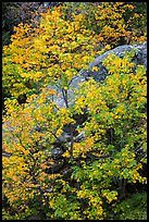 Vine maple in autumn foliage and boulder, North Cascades National Park Service Complex. Washington, USA.