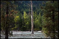 Lone dead tree standing in Stehekin River, North Cascades National Park Service Complex.  ( color)