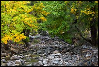 Trees in autum foliage bordering stream, Stehekin, North Cascades National Park Service Complex. Washington, USA.