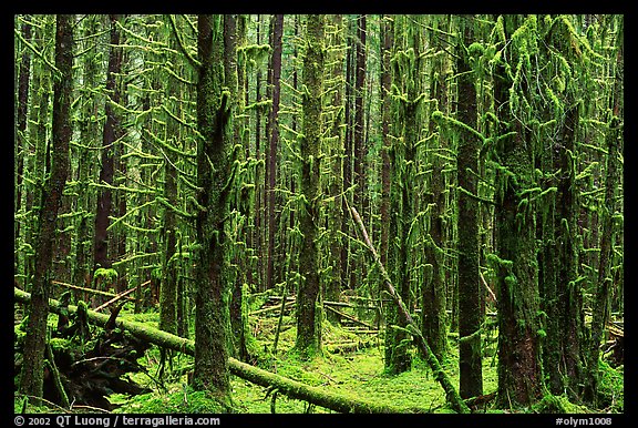 Moss on trunks in Quinault rain forest. Olympic National Park