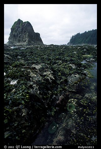 Tidepool at Rialto beach. Olympic National Park (color)