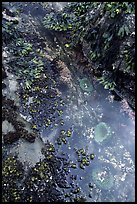 Green anemones in tidepool. Olympic National Park, Washington, USA. (color)