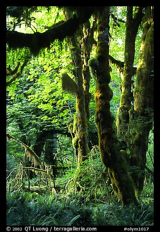 Epiphytic spikemoss on maple trees, Hoh rain forest. Olympic National Park, Washington, USA.