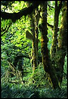 Epiphytic spikemoss on maple trees, Hoh rain forest. Olympic National Park ( color)