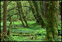 Mosses, trees, and pond, Quinault rain forest. Olympic National Park, Washington, USA.
