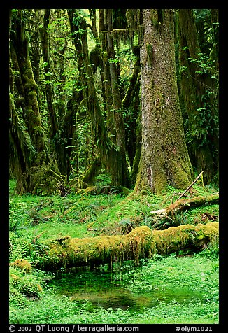 Mosses and trees, Quinault rain forest. Olympic National Park (color)