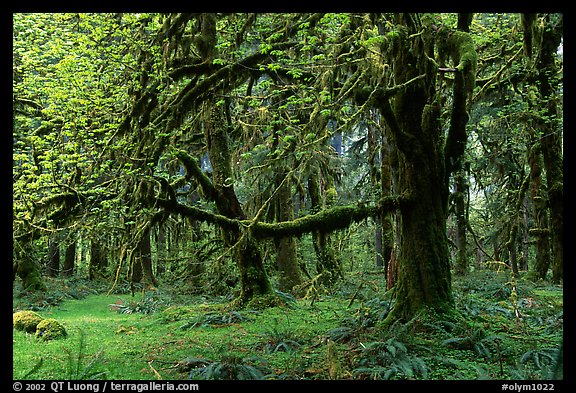 Green Mosses and trees, Quinault rain forest. Olympic National Park, Washington, USA.