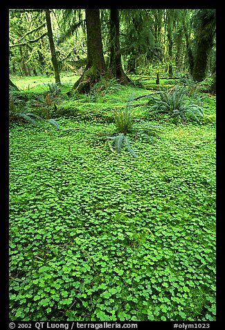 Forest floor carpeted with clovers, Quinault rain forest. Olympic National Park, Washington, USA.
