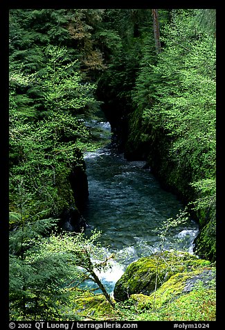 Quinault river in gorge. Olympic National Park (color)