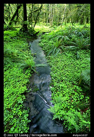 Creek in Quinault rain forest. Olympic National Park