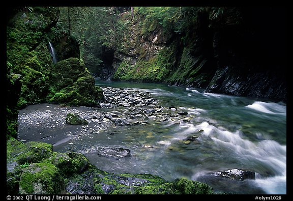 North fork of the Quinault river. Olympic National Park (color)