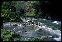North fork of the Quinault river. Olympic National Park, Washington, USA. (color)