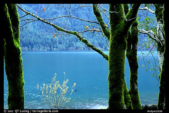 Moss-covered trees on  shore of Crescent lake. Olympic National Park, Washington, USA.