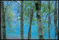 Trees and turquoise waters of Crescent lake. Olympic National Park ( color)