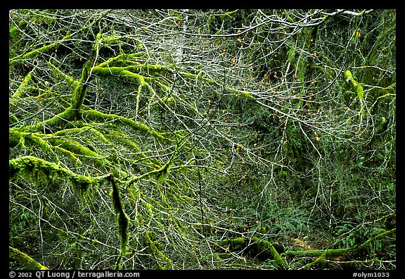 Branches and moss in spring. Olympic National Park, Washington, USA.