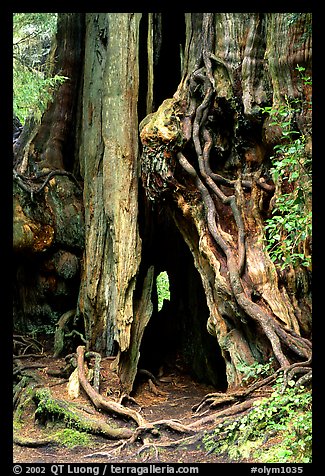Cedar tree. Olympic National Park, Washington, USA.
