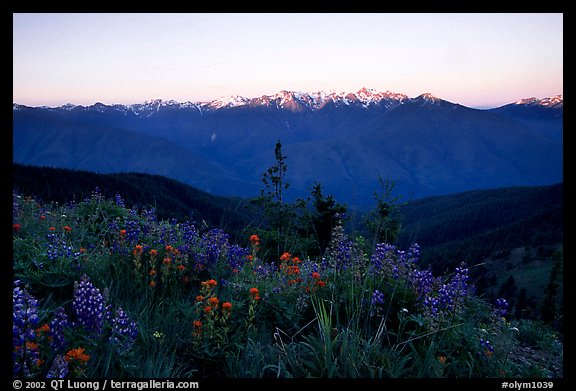Wildflowers and Olympus range, Hurricane ridge. Olympic National Park (color)