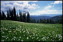 Avalanche lillies, Hurricane ridge. Olympic National Park, Washington, USA.