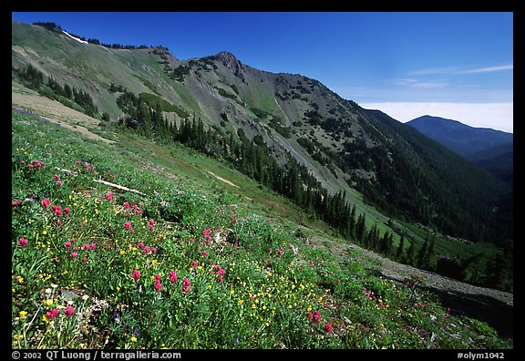 Wildflowers on hill, Hurricane ridge. Olympic National Park (color)
