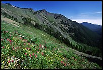 Wildflowers on hill, Hurricane ridge. Olympic National Park, Washington, USA.