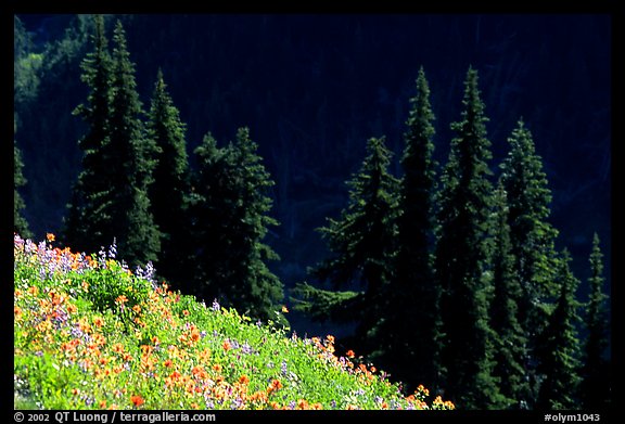 Wildflowers and pine trees, Hurricane ridge. Olympic National Park (color)