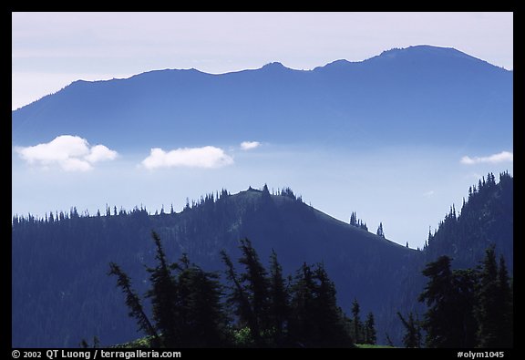 Wind-twisted trees and mountain ridges from Hurricane hill. Olympic National Park (color)