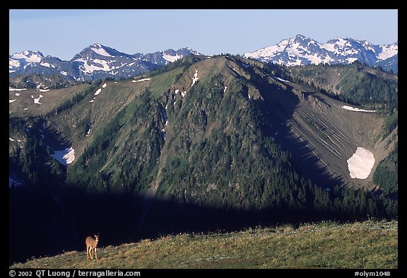 Deer on ridge with Olympic Mountains behind, Hurricane ridge, morning. Olympic National Park (color)