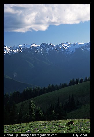 Deer and Olympus Range, Hurricane ridge, afternoon. Olympic National Park, Washington, USA.