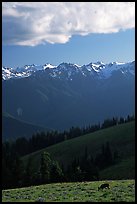 Deer and Olympus Range, Hurricane ridge, afternoon. Olympic National Park, Washington, USA. (color)